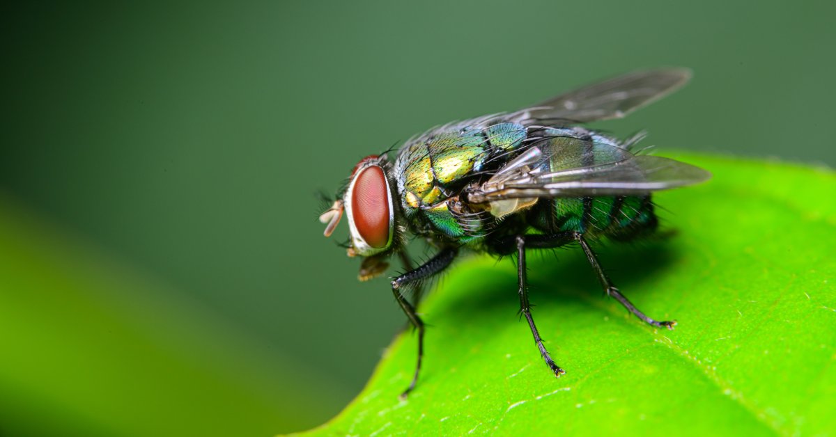 The Reason Flies Are Attracted to Dead Bodies
