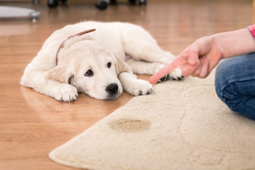 Pet odor urine stain odor removal