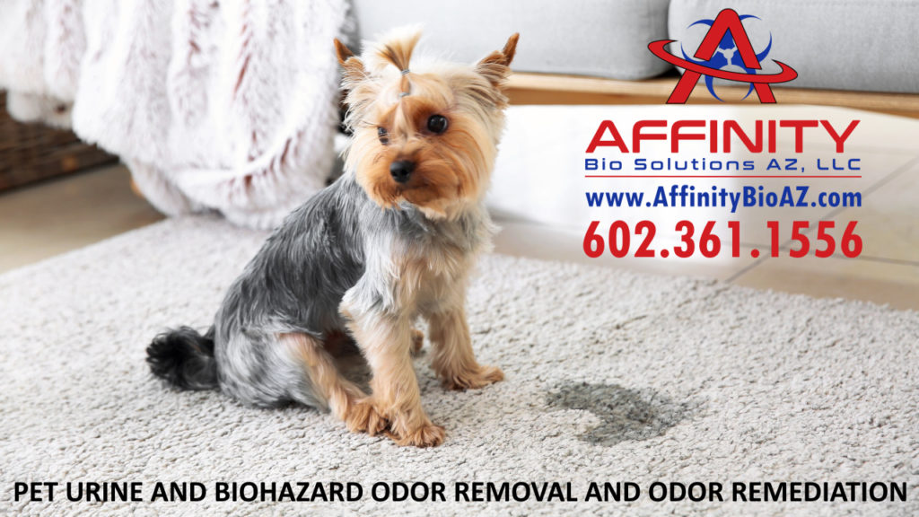 Paradise Valley Arizona Odor Removal and Odor Remediation Biohazard cleanup and bad odor cleaning