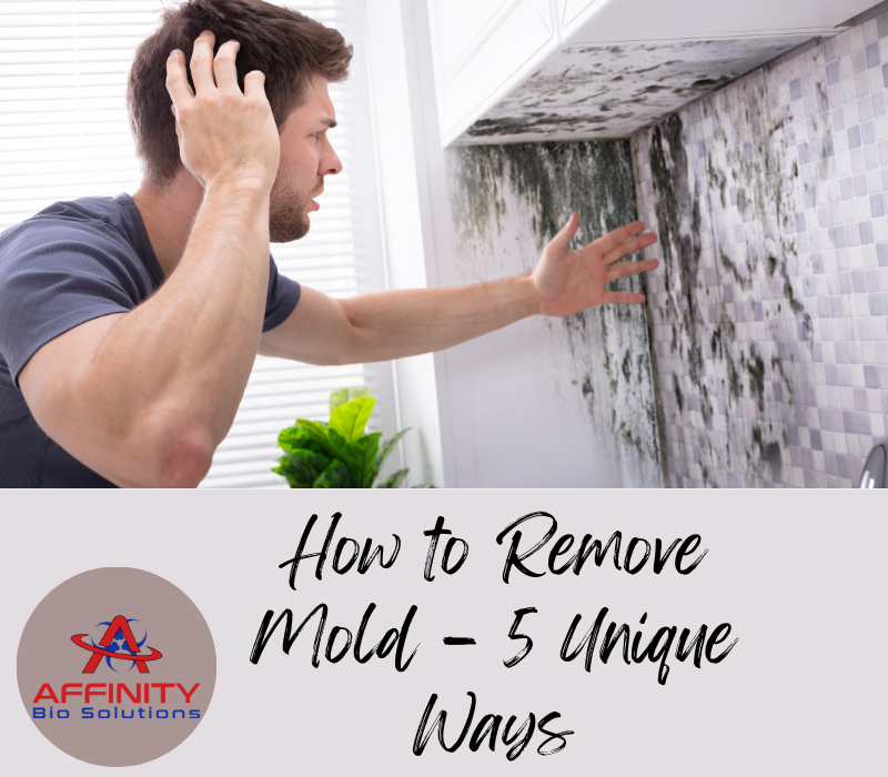 remove mildew from walls