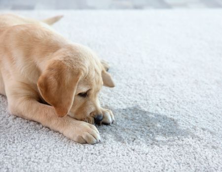 The Dangers of Residual Pet Urine in the House
