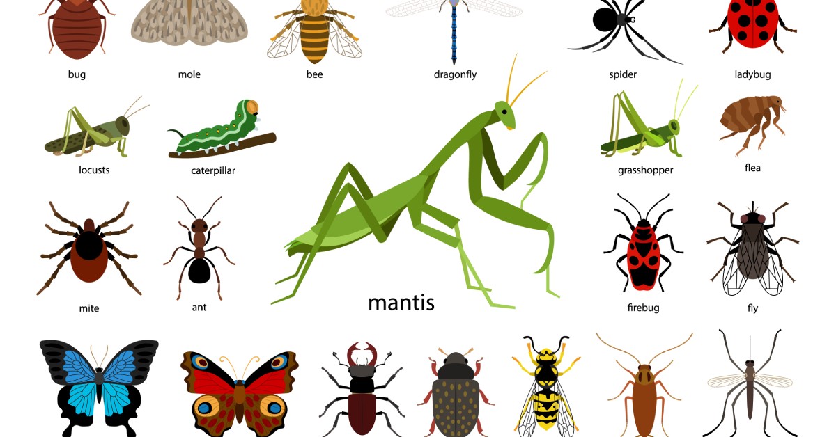  A display of different insects on a white background including ants, spiders, fleas, and cockroaches.