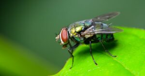 A fly is sitting on a green leaf. The fly's body is green, its legs are black, and its eyes are red.